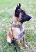 Veterinarias Sin datos  perrito